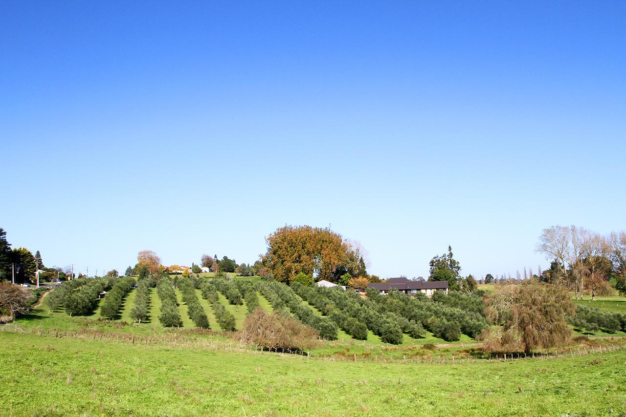 לינה וארוחת בוקר Ohaupo Olives מראה חיצוני תמונה